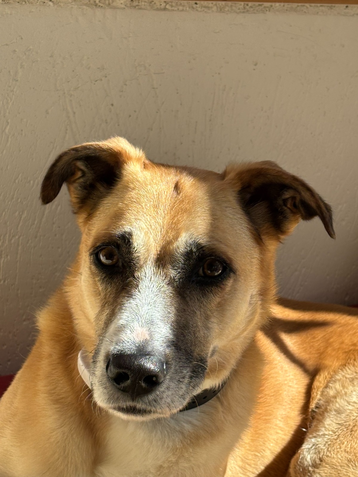 Odin