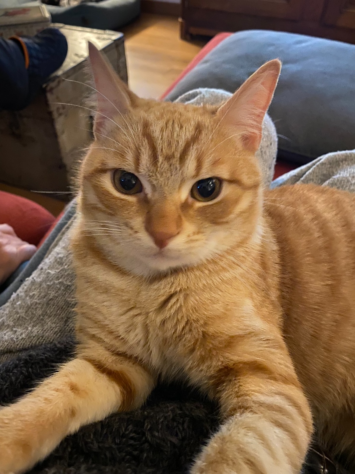 Léon